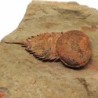  Brachyaglaspis singularis