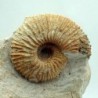 Macrocephalites cossmani