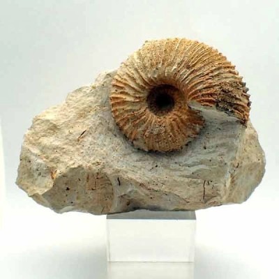 Macrocephalites cossmani Macrocephalites cossmani