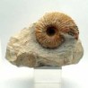  Macrocephalites cossmani