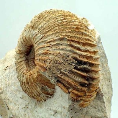 Macrocephalites cossmani Macrocephalites cossmani
