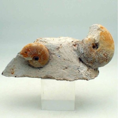 Macrocephalites gracilis Macrocephalites gracilis