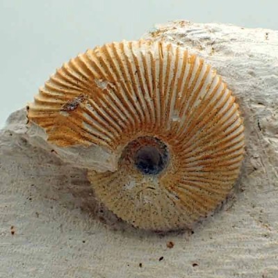 Macrocephalites gracilis Macrocephalites gracilis