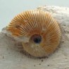  Macrocephalites gracilis