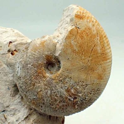 Macrocephalites gracilis Macrocephalites gracilis