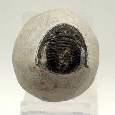Diademaproetus praecursor Diademaproetus praecursor