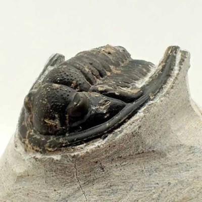 Diademaproetus praecursor Diademaproetus praecursor