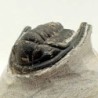  Diademaproetus praecursor