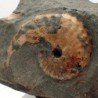 Barroisiceras onilahyense