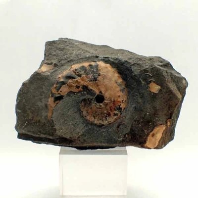 Barroisiceras onilahyense Barroisiceras onilahyense