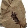 Metasequioa occidentalis