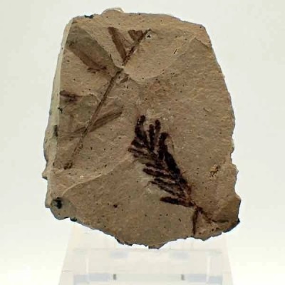 Metasequioa occidentalis Metasequioa occidentalis