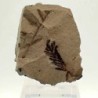  Metasequioa occidentalis