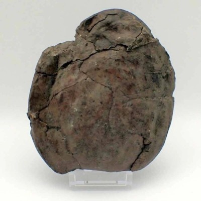 Nipadites burtinii