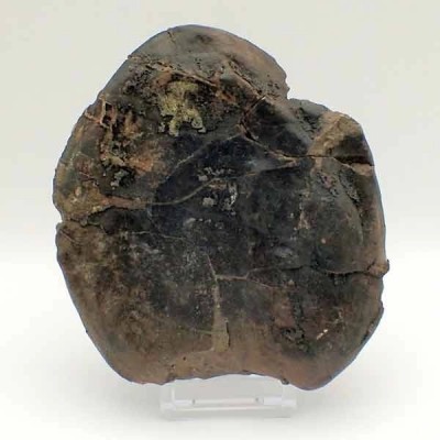  Nipadites burtinii
