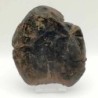  Nipadites burtinii