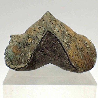 Paraspirifer bownockeri Paraspirifer bownockeri