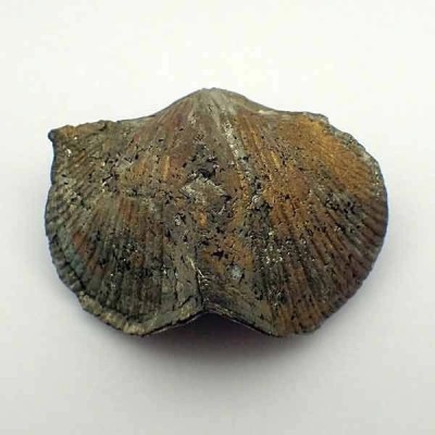 Paraspirifer bownockeri Paraspirifer bownockeri