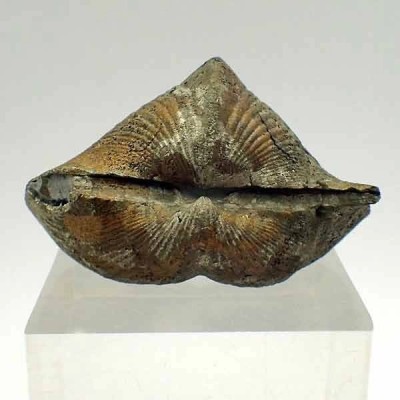 Paraspirifer bownockeri Paraspirifer bownockeri