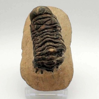 Crotalocephalus gibbus Crotalocephalus gibbus