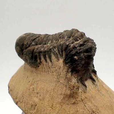 Crotalocephalus gibbus Crotalocephalus gibbus