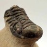  Crotalocephalus gibbus