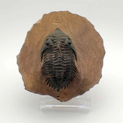 Metacanthina issoumourensis Metacanthina issoumourensis