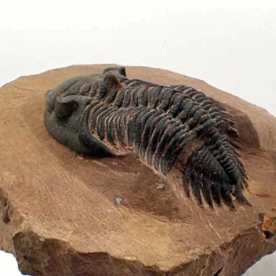 Metacanthina issoumourensis Metacanthina issoumourensis