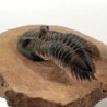 Metacanthina issoumourensis