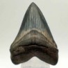 Carcharocles megalodon