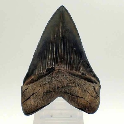 Carcharocles megalodon Carcharocles megalodon