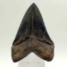  Carcharocles megalodon