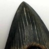  Carcharocles megalodon