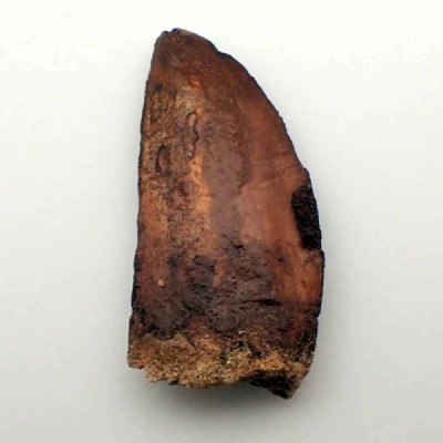 Carcharadontosaurus saharicus Carcharadontosaurus saharicus