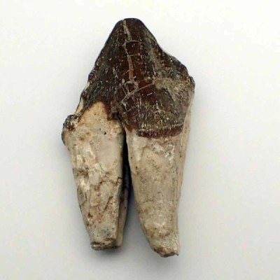 Pappocetus lugardi Pappocetus lugardi
