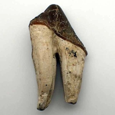 Pappocetus lugardi Pappocetus lugardi