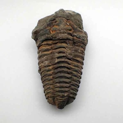Diacalymene ouzregui Diacalymene ouzregui