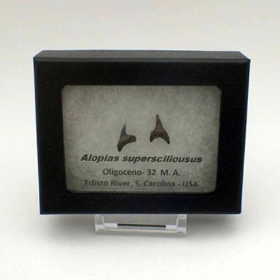 Alopias supersciliousus Alopias supersciliousus
