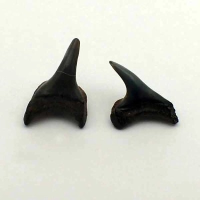 Alopias supersciliousus Alopias supersciliousus