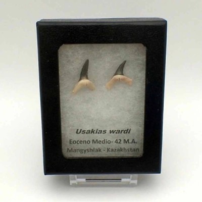 Usakias wardi Usakias wardi