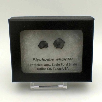 Ptychodus Whipplei Ptychodus Whipplei