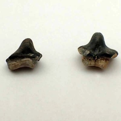 Ptychodus Whipplei Ptychodus Whipplei