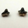  Ptychodus Whipplei