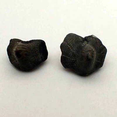 Ptychodus Whipplei Ptychodus Whipplei