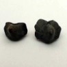  Ptychodus Whipplei