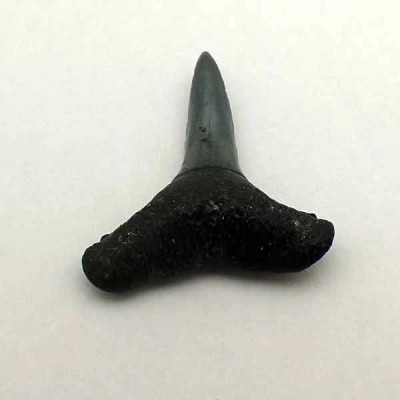 Negaprion brevirostris Negaprion brevirostris