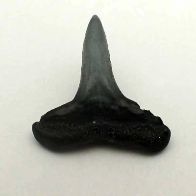 Negaprion brevirostris Negaprion brevirostris