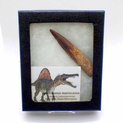 Spinosaurus marrocanus Spinosaurus marrocanus