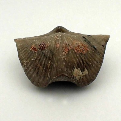 Cyrtospirifer rudkinensis Cyrtospirifer rudkinensis