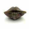  Cyrtospirifer rudkinensis